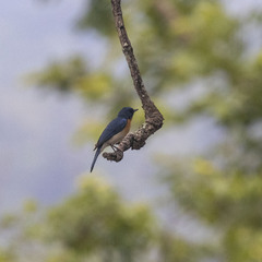 Cyornis tickelliae