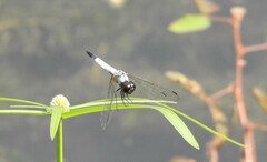 Aethriamanta gracilis