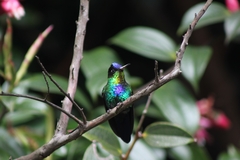 Panterpe insignis