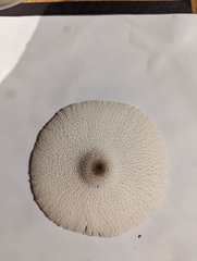 Leucocoprinus cepistipes