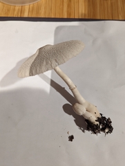 Leucocoprinus cepistipes