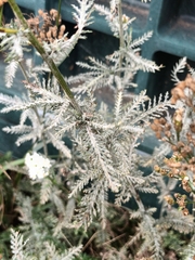 Achillea setacea