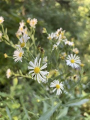 Boltonia asteroides