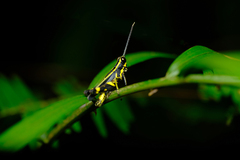 Traulia azureipennis