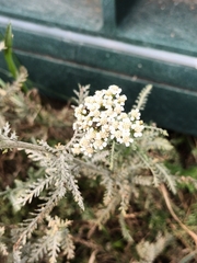 Achillea setacea