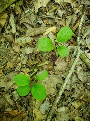 Pyrola elliptica