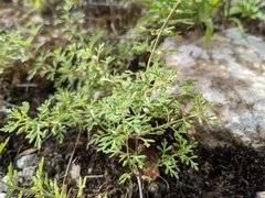 Leucospora multifida