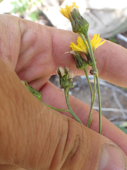 Hieracium scouleri