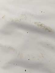Leucocoprinus cepistipes