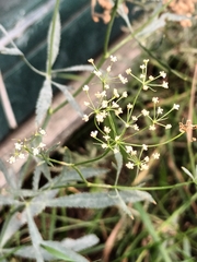 Falcaria vulgaris