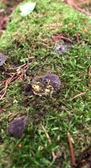 Nectriopsis violacea