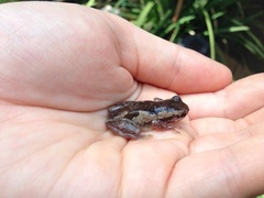 Litoria dentata