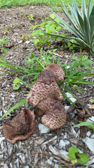 Leucoagaricus americanus