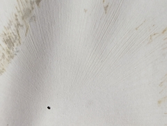 Leucocoprinus cepistipes