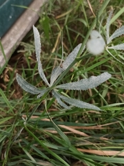 Falcaria vulgaris