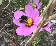Bombus lapidarius