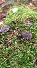 Nectriopsis violacea