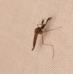 Culicinae
