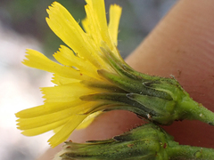 Hieracium scouleri