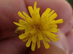 Hieracium scouleri