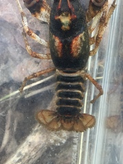 Cambarus clairitae