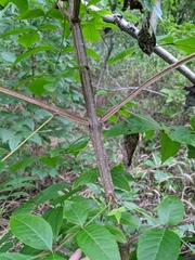 Fraxinus quadrangulata