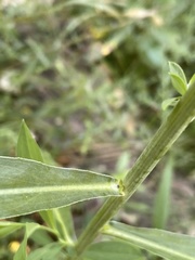 Boltonia asteroides