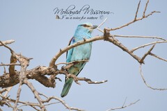 Coracias garrulus