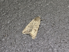 Caradrina montana