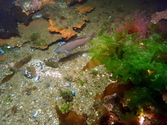 Tautogolabrus adspersus