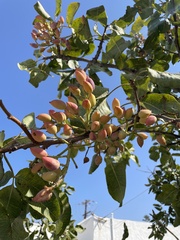 Pistacia vera