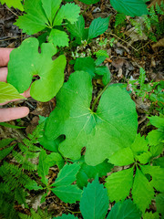 Sanguinaria canadensis