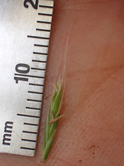 Festuca occidentalis