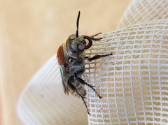 Radumeris radula