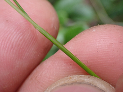 Festuca occidentalis