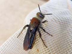 Radumeris radula