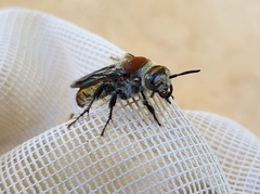 Radumeris radula