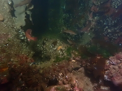 Tautogolabrus adspersus