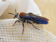 Radumeris radula