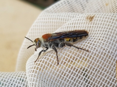 Radumeris radula