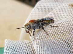 Radumeris radula