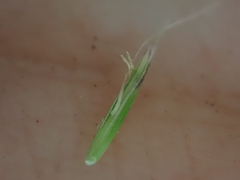 Festuca occidentalis