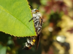 Radumeris radula