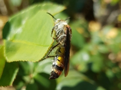 Radumeris radula