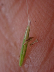 Festuca occidentalis