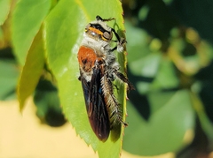 Radumeris radula