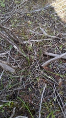 Thelymitra antennifera