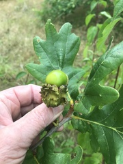 Andricus quercuscalicis