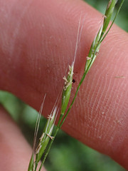 Festuca occidentalis