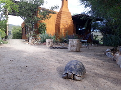 Stigmochelys pardalis